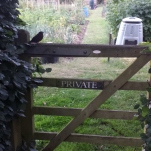 "Private: Keep Out!!" Said the baby blackbird.